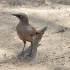 Grauglanzstar  -  Ashy Starling