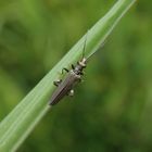 Graugrüner Schenkelkäfer (Oedemera virescens)