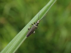 Graugrüner Schenkelkäfer (Oedemera virescens)