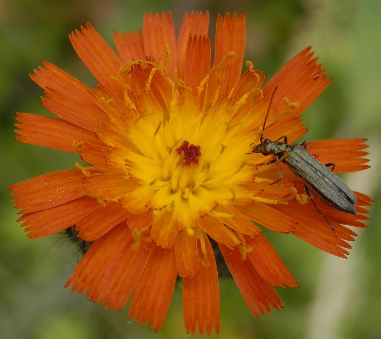 Graugrüner Schenkelkäfer (Oedemera virescens)