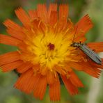 Graugrüner Schenkelkäfer (Oedemera virescens)