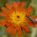 Graugrüner Schenkelkäfer (Oedemera virescens)