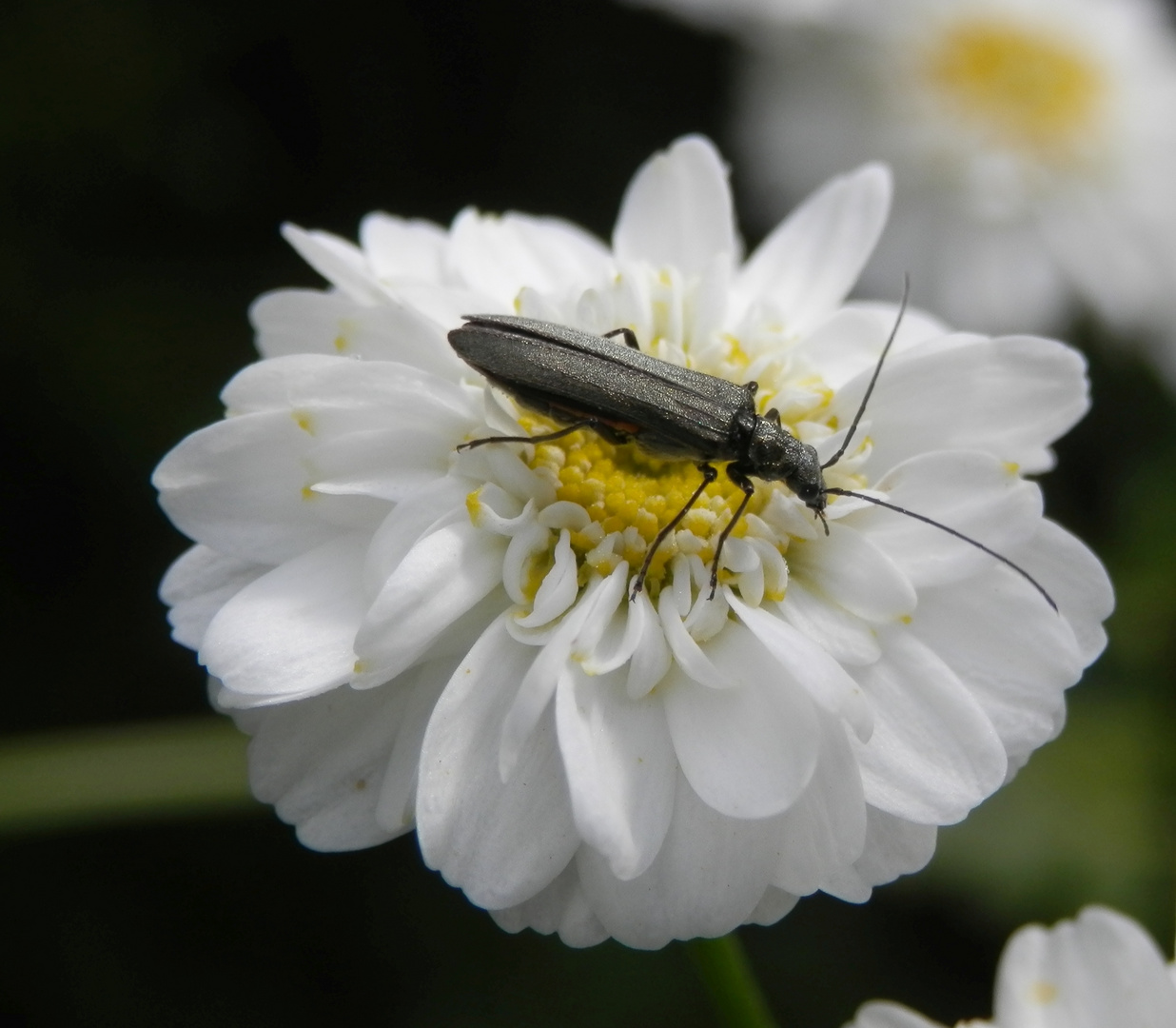 Graugrüner Schenkelkäfer (Oedemera virescens) II