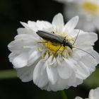 Graugrüner Schenkelkäfer (Oedemera virescens) II