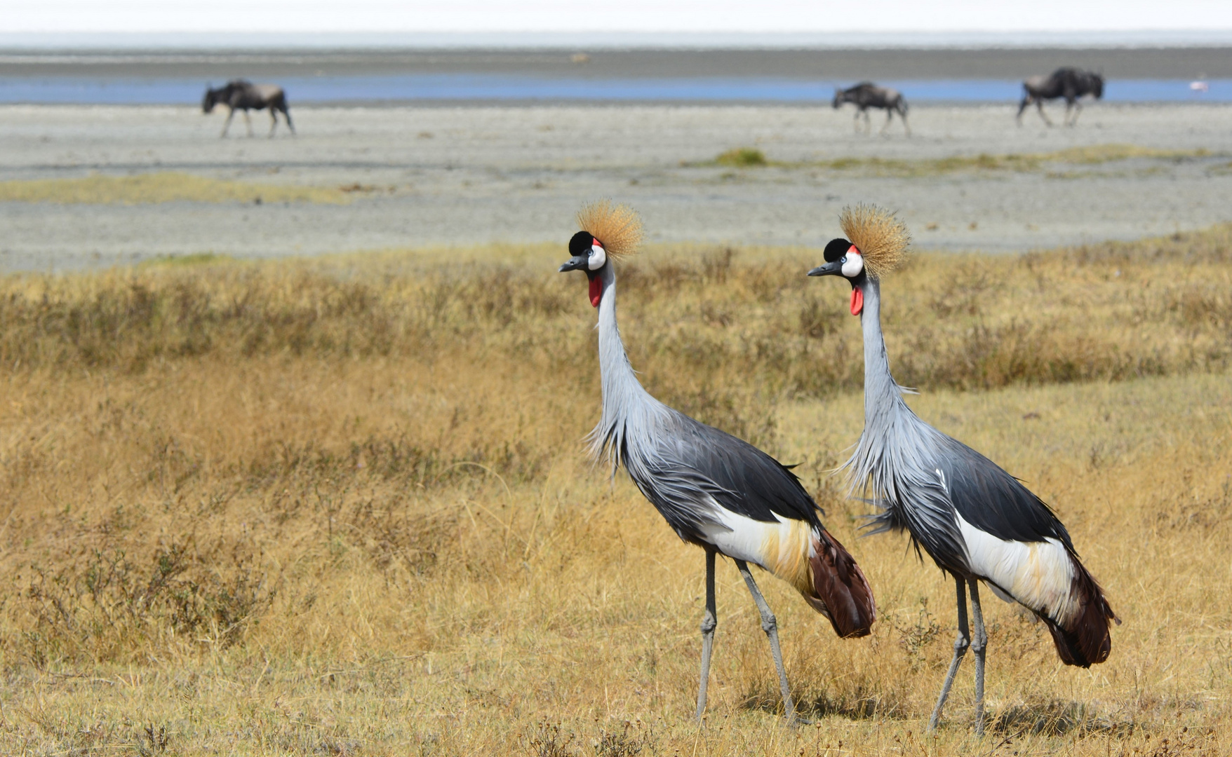 Grauhals-Kronenkranich  -  Ngorongoro-Krater