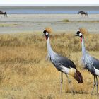 Grauhals-Kronenkranich  -  Ngorongoro-Krater