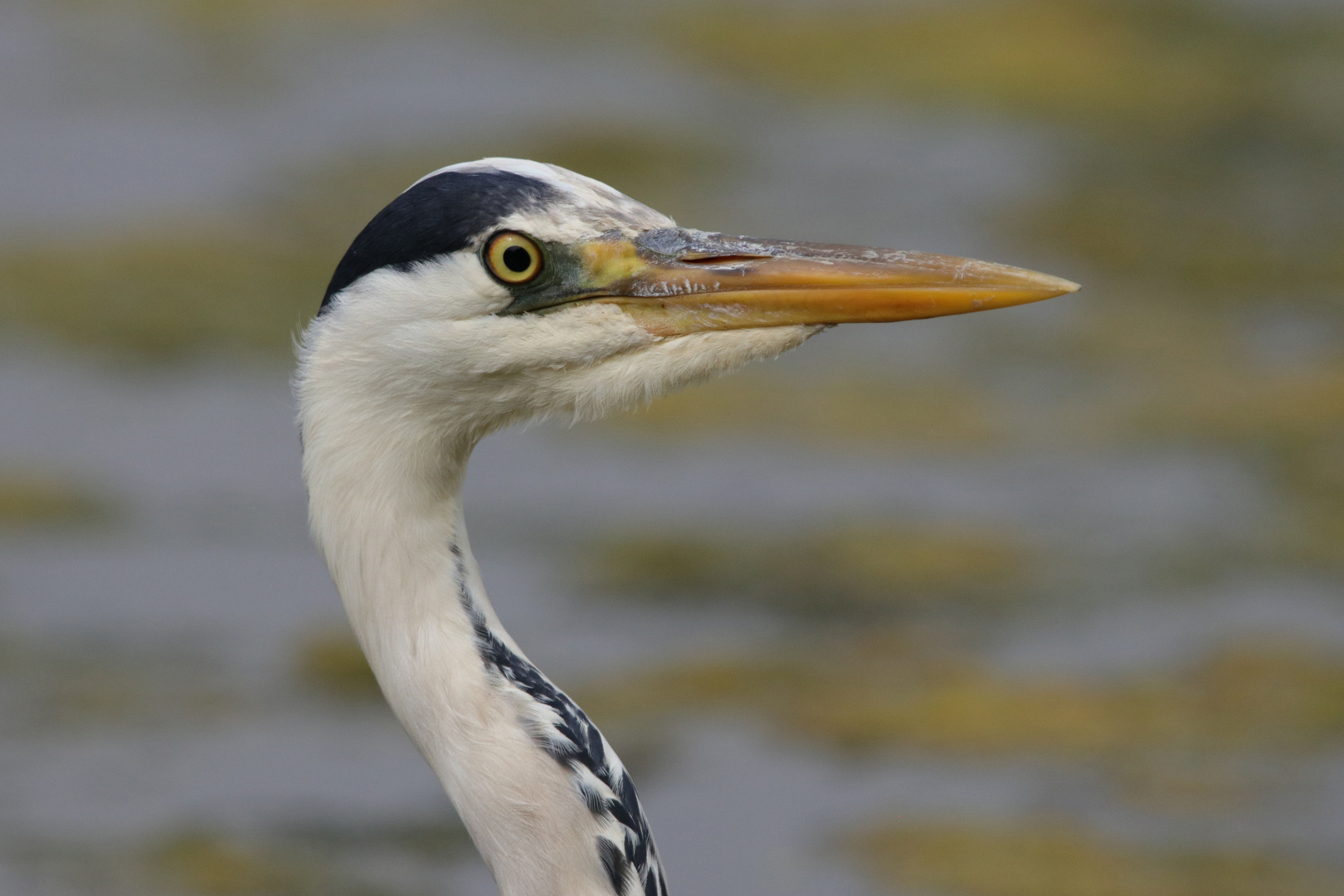 Grauheiher im Portrait