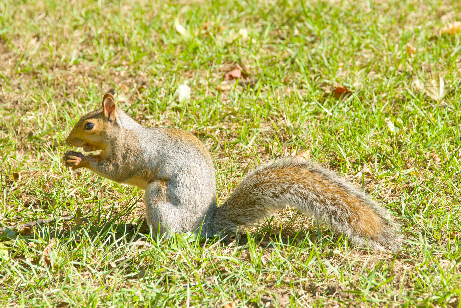 Grauhörnchen