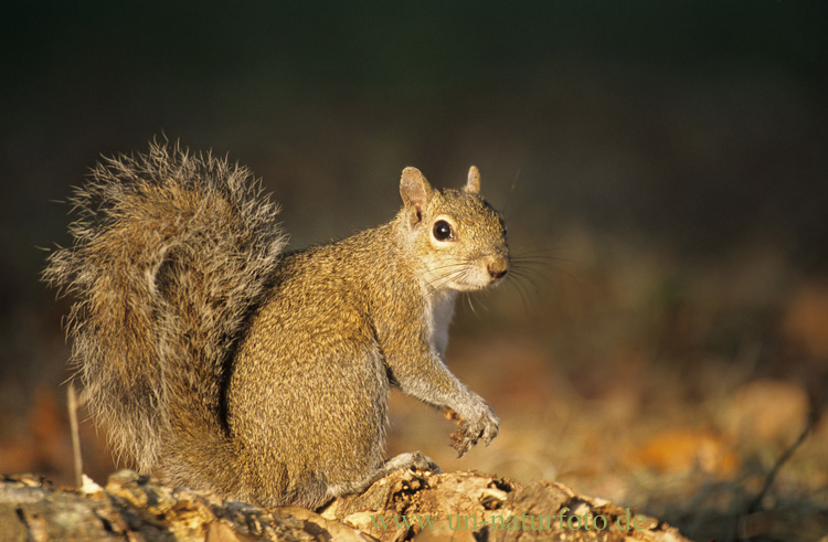 Grauhörnchen