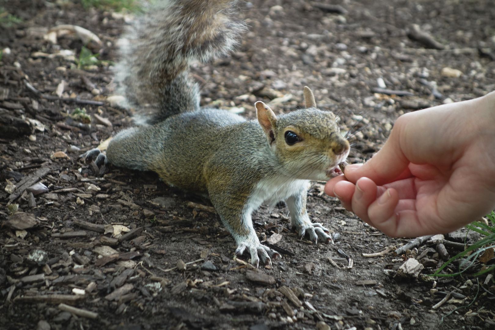 Grauhörnchen