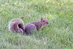 Grauhörnchen