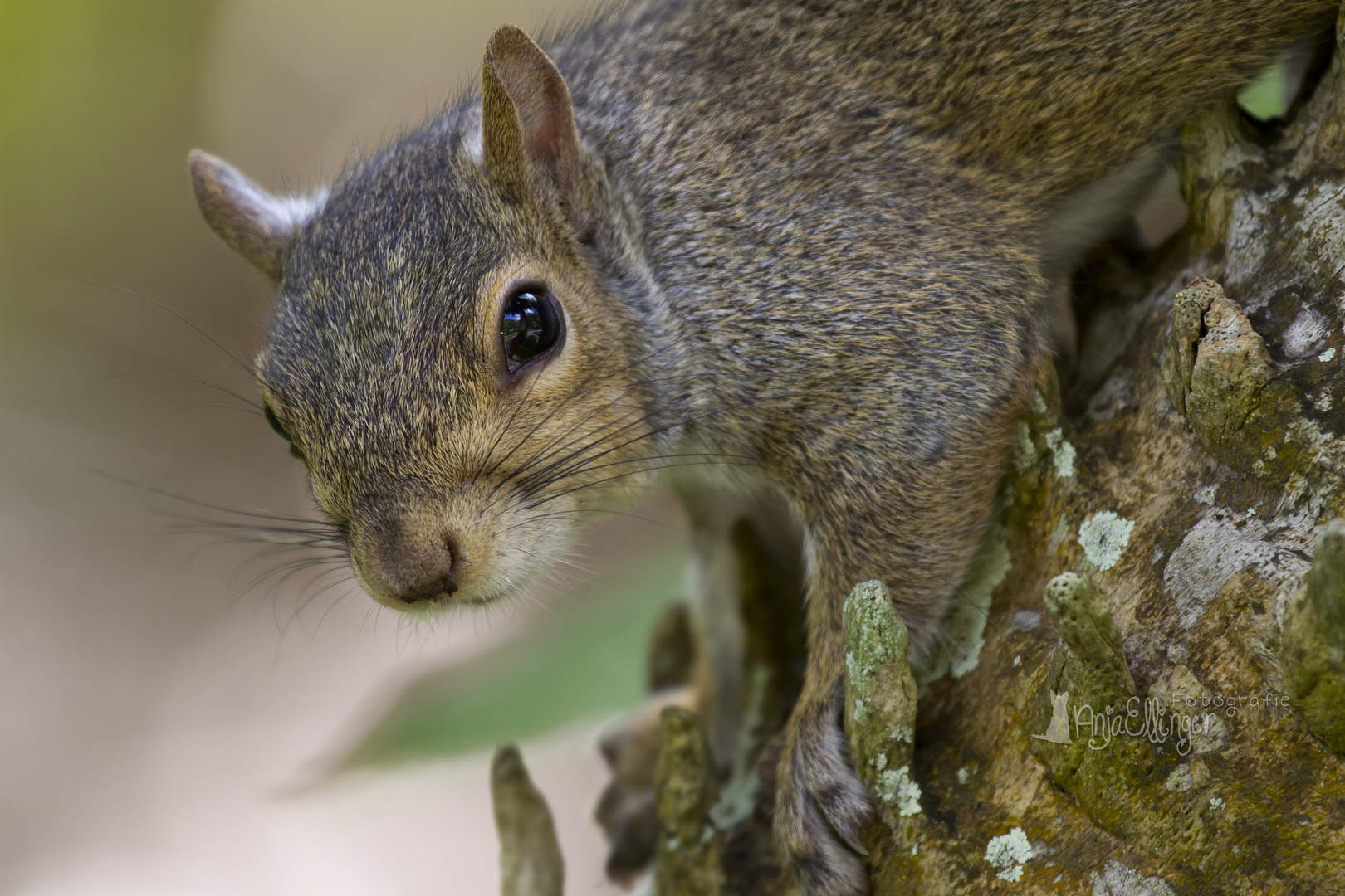 Grauhörnchen