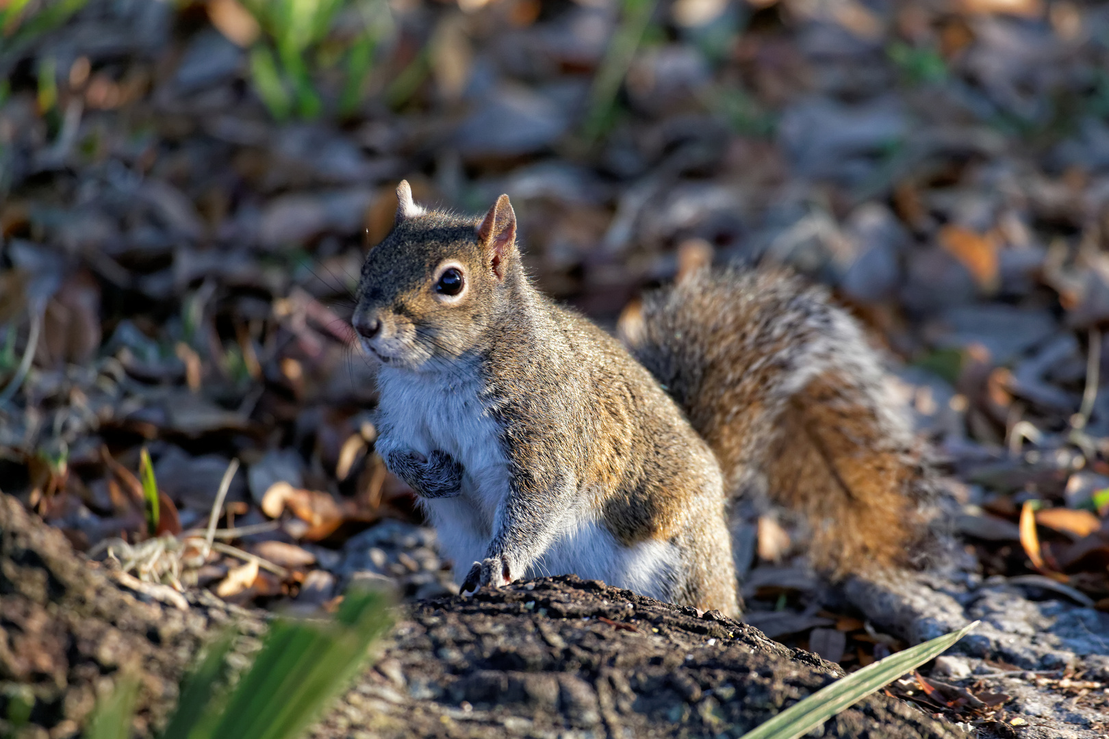 Grauhörnchen