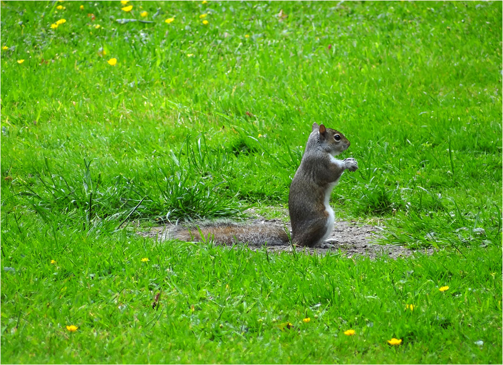 Grauhörnchen