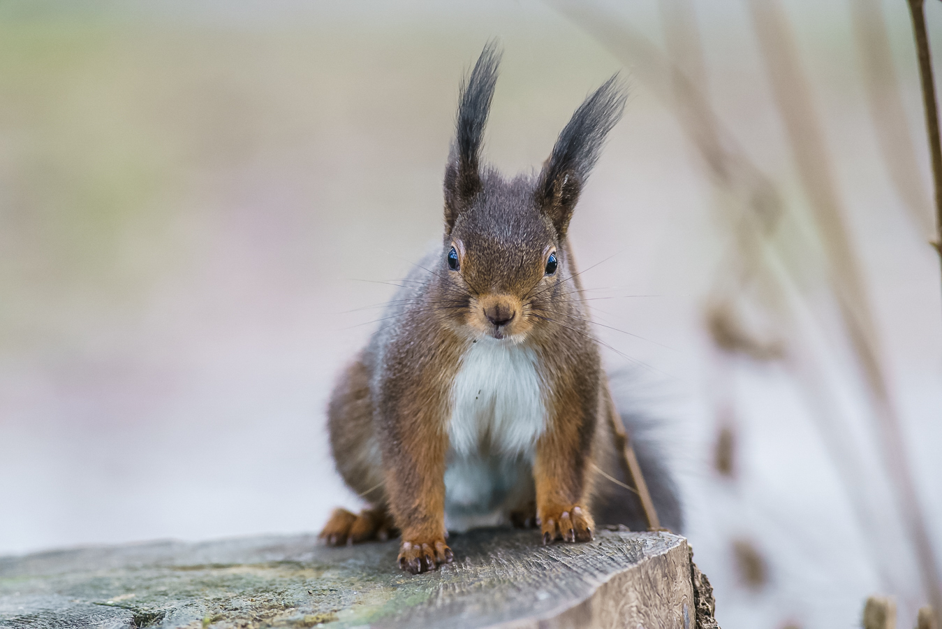 Grauhörnchen