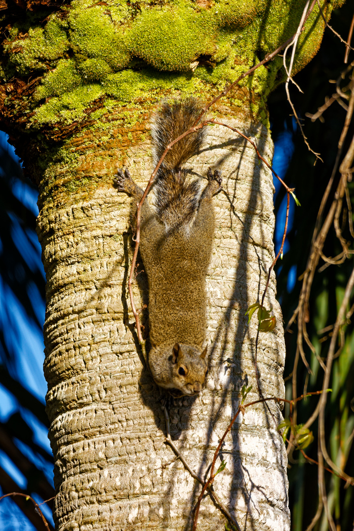 Grauhörnchen