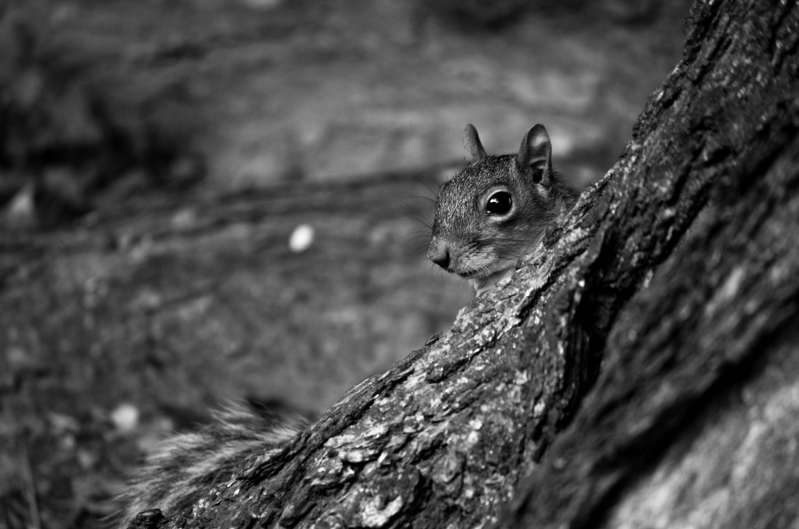 Grauhörnchen