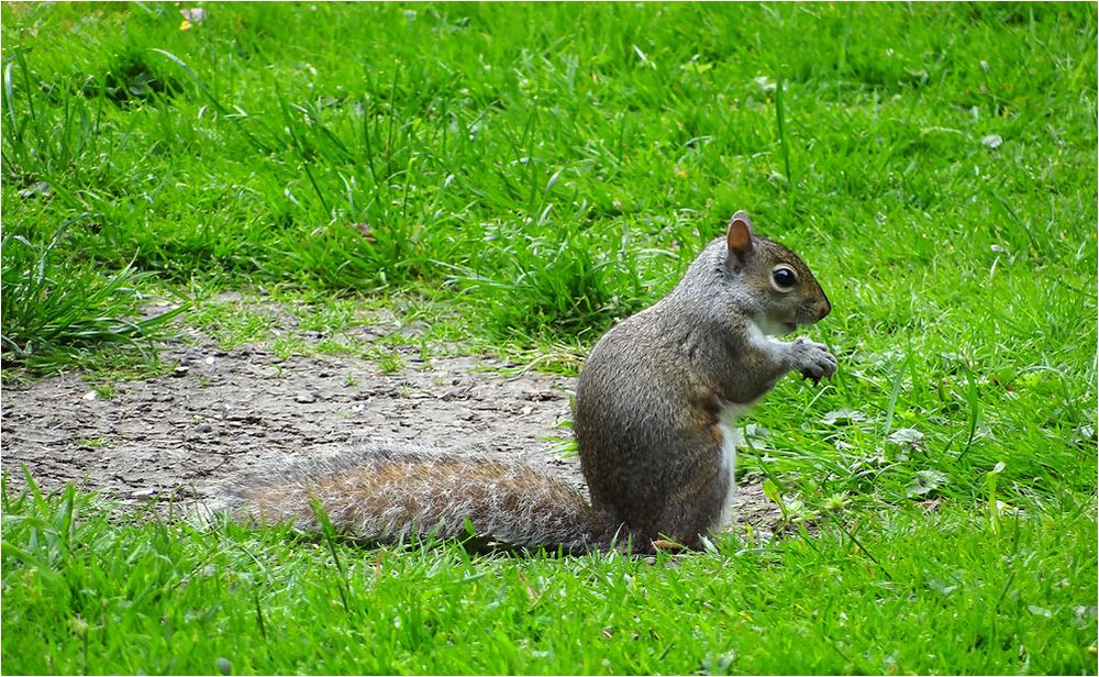 Grauhörnchen