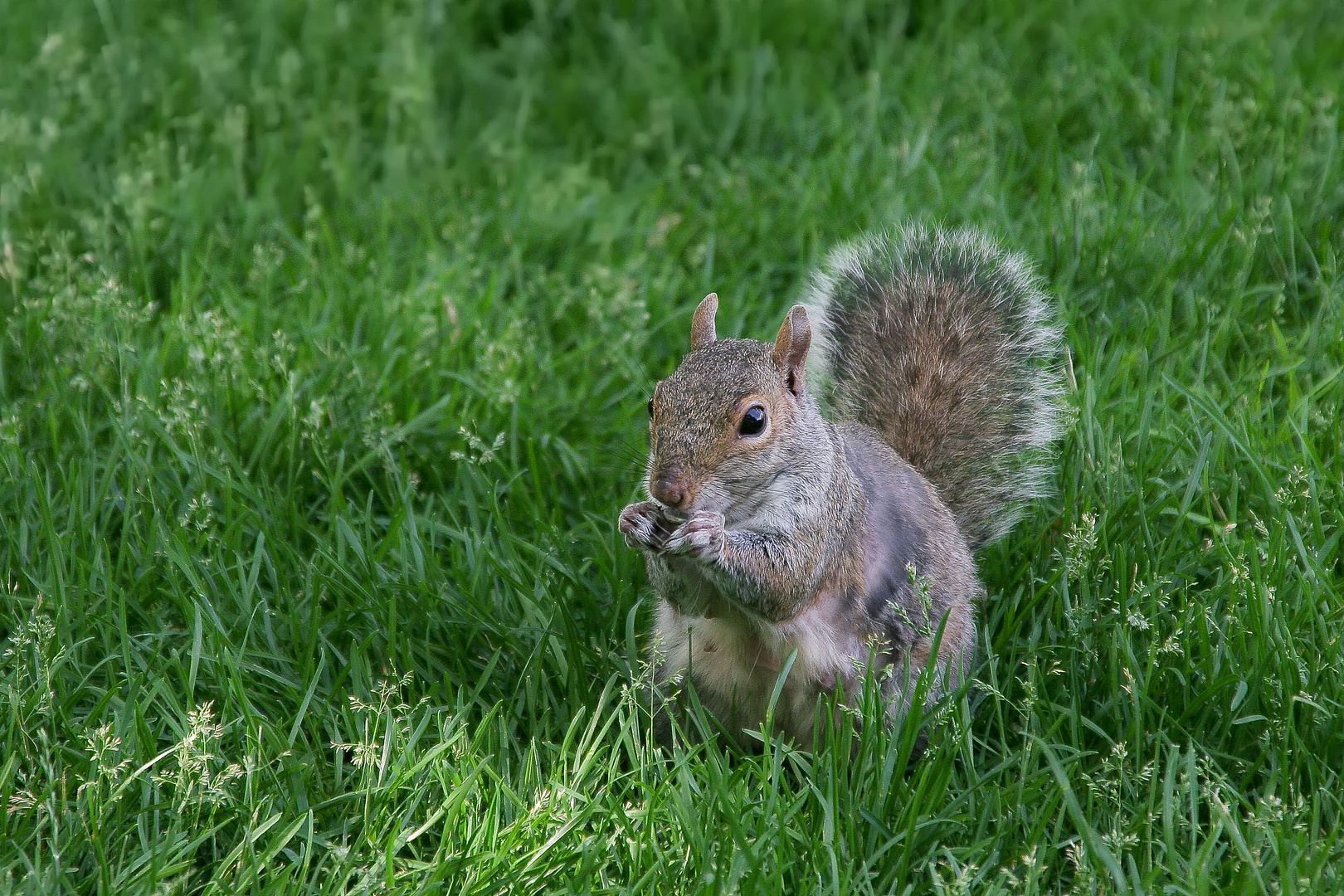 Grauhörnchen 