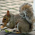 Grauhörnchen an der Themse