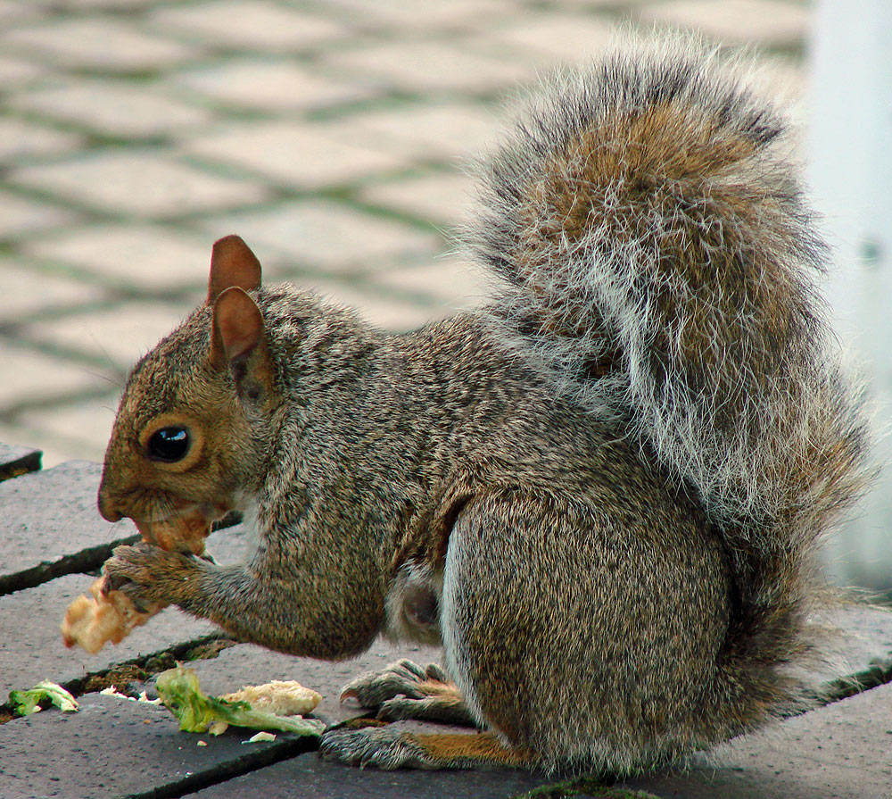 Grauhörnchen an der Themse