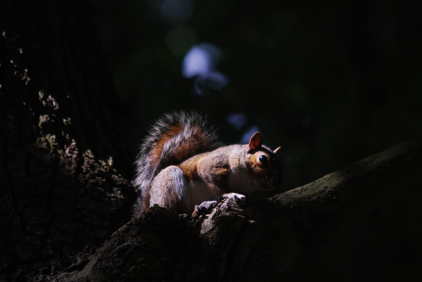 Grauhörnchen angestrahlt