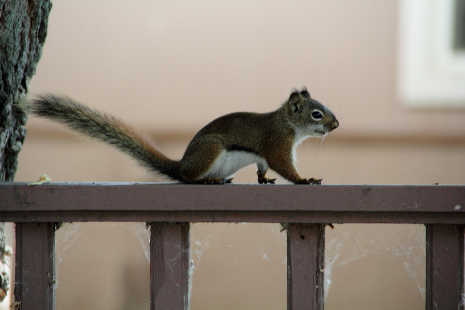 Grauhörnchen (??) auf der Balustrade