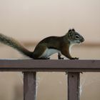 Grauhörnchen (??) auf der Balustrade