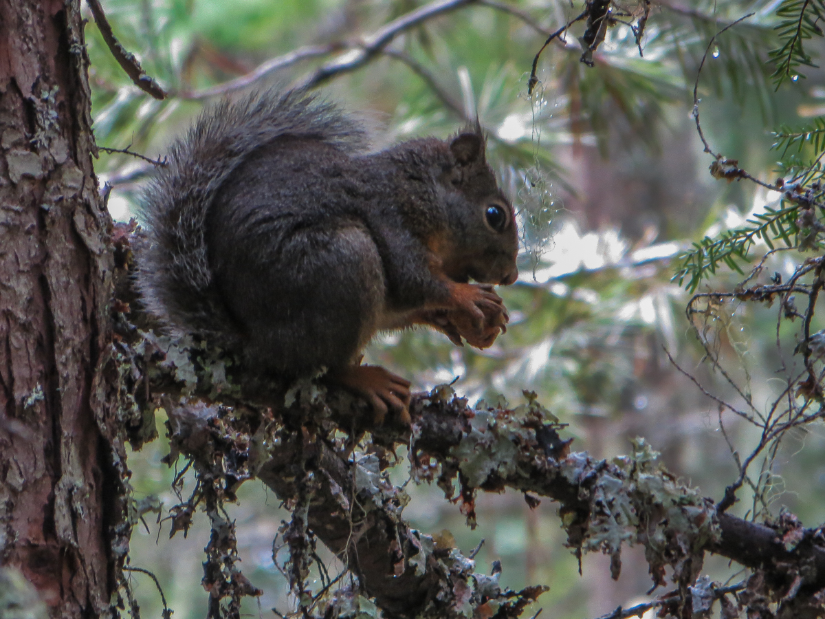 Grauhörnchen