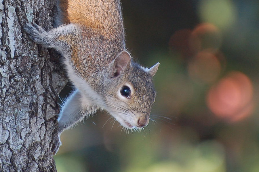 Grauhörnchen - Eastern Gray Squirrel (Sciurus carolinensis)