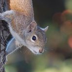 Grauhörnchen - Eastern Gray Squirrel (Sciurus carolinensis)