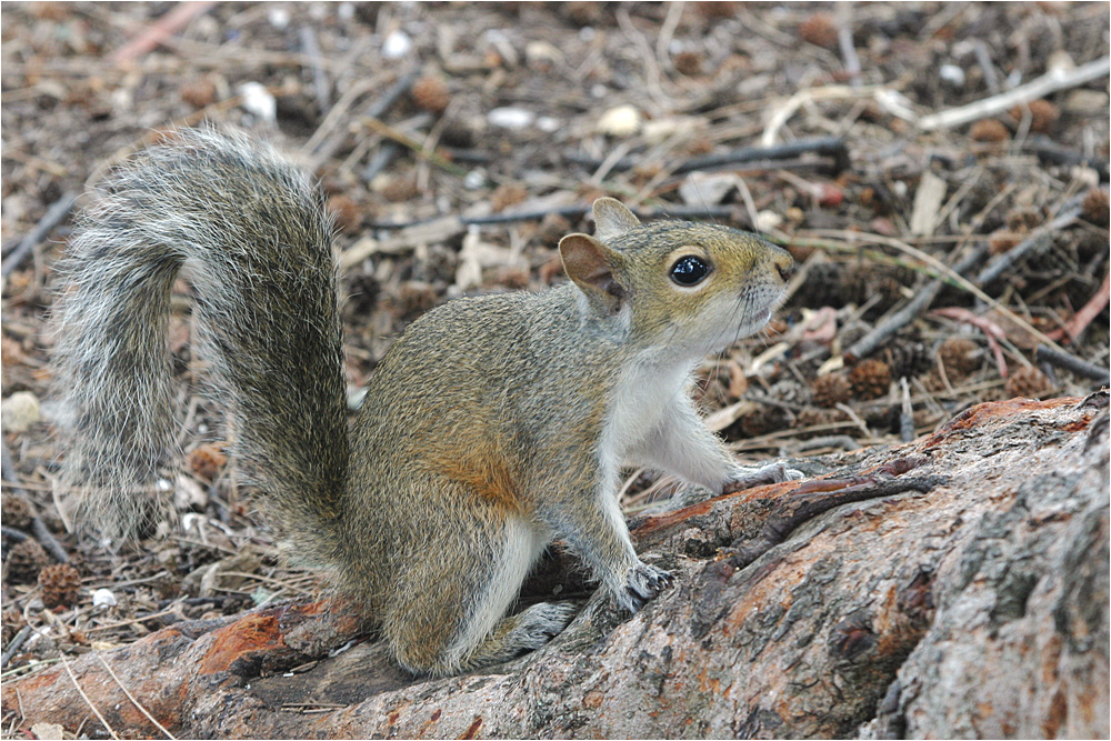 Grauhörnchen