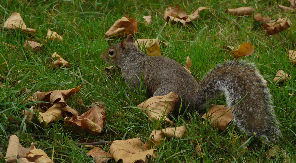 Grauhörnchen