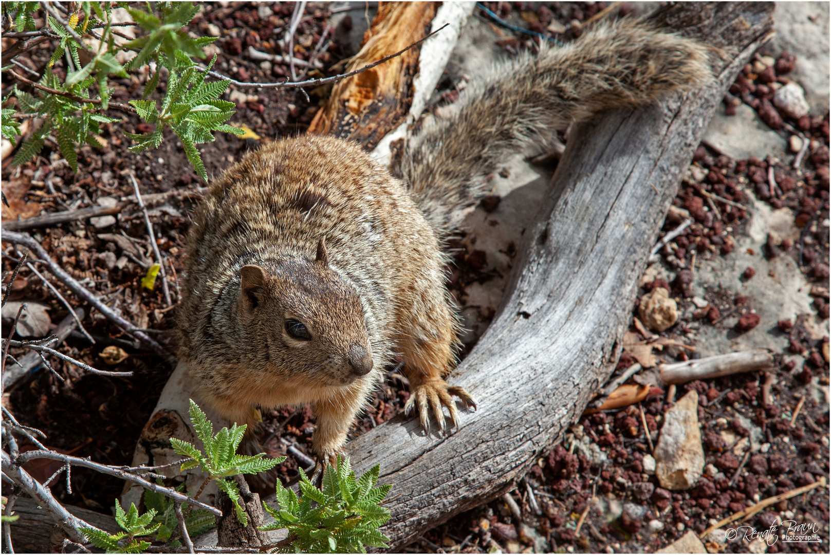 Grauhörnchen, Grand Canyon-Arizona