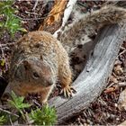 Grauhörnchen, Grand Canyon-Arizona