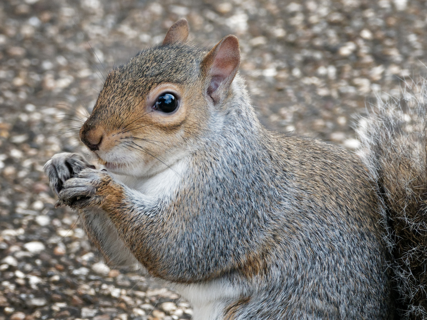 Grauhörnchen Hyde Park