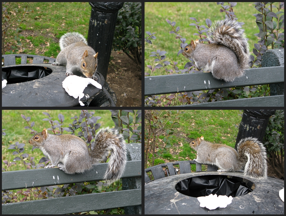 Grauhörnchen im Battery Park