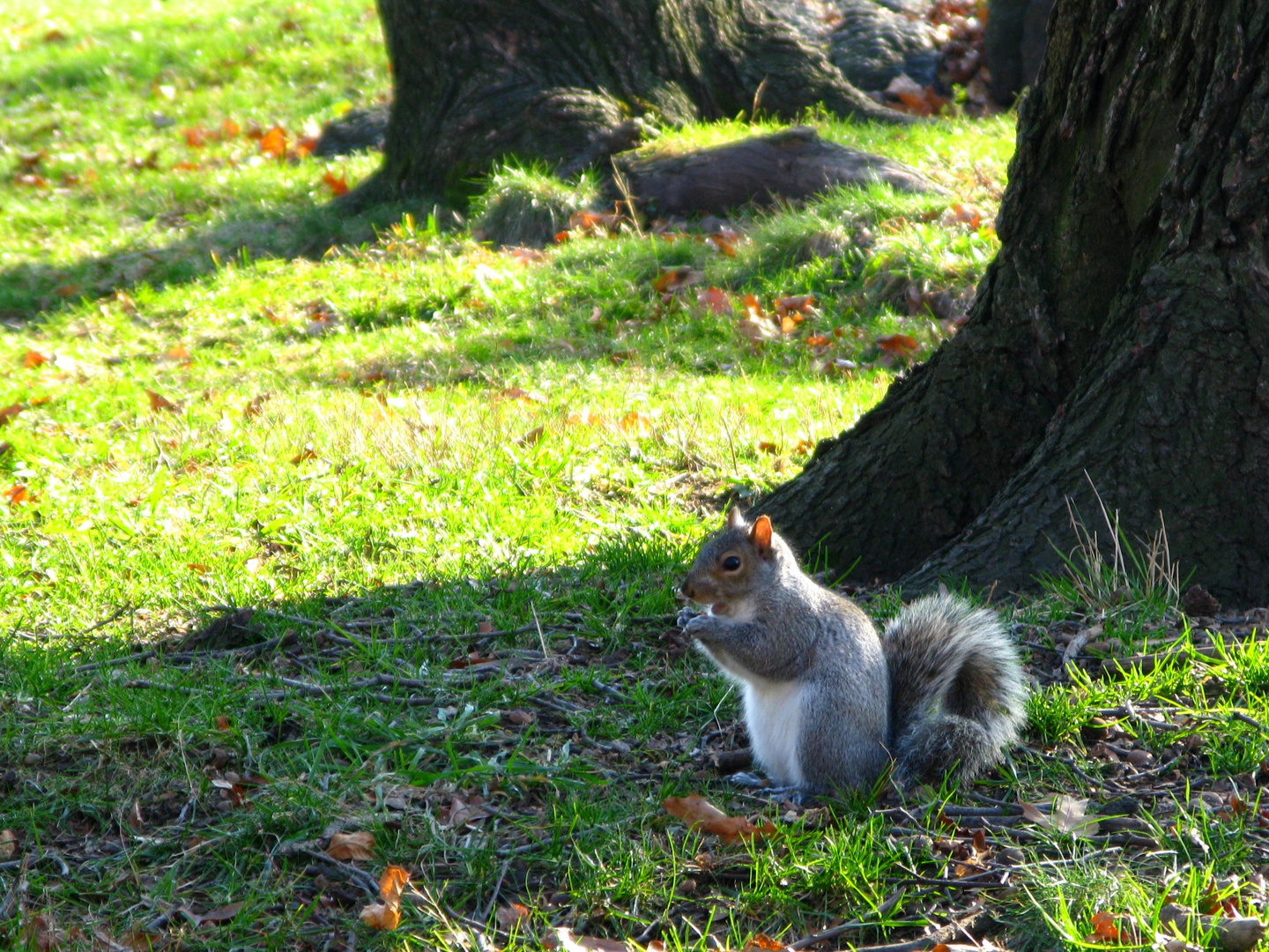 Grauhörnchen im Central Park