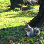 Grauhörnchen im Central Park