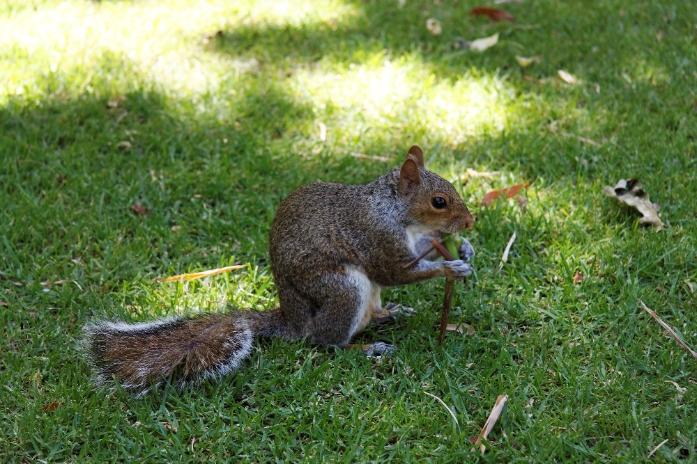 Grauhörnchen im Company´s Garden