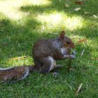 Grauhörnchen im Company´s Garden