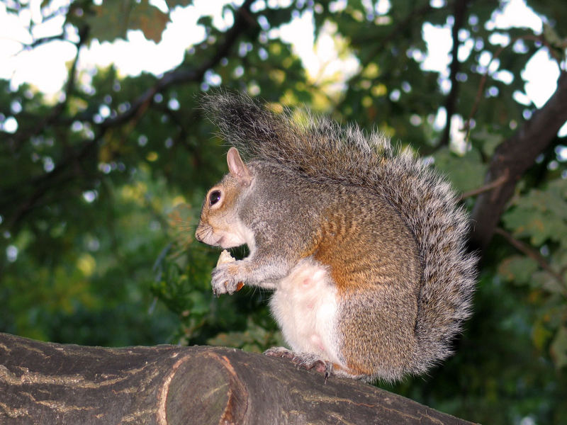 Grauhörnchen im Hyde Park