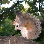 Grauhörnchen im Hyde Park