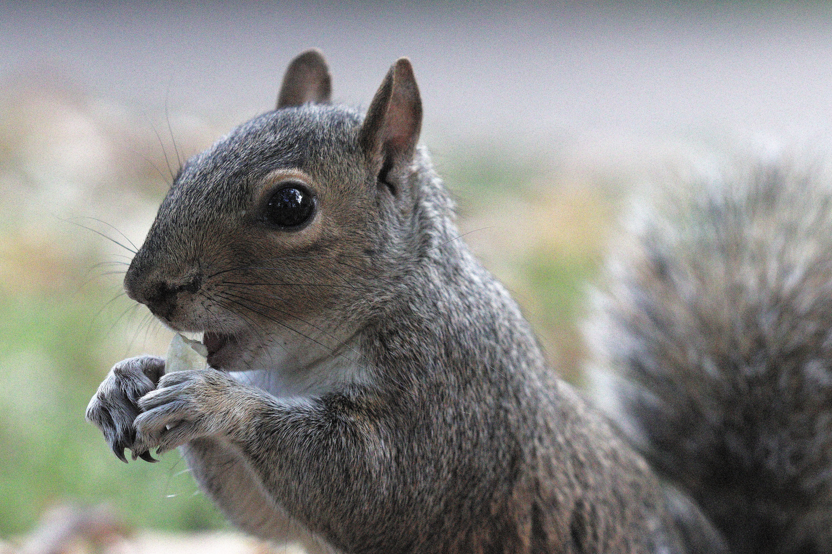 Grauhörnchen im Hydepark