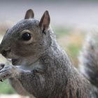 Grauhörnchen im Hydepark