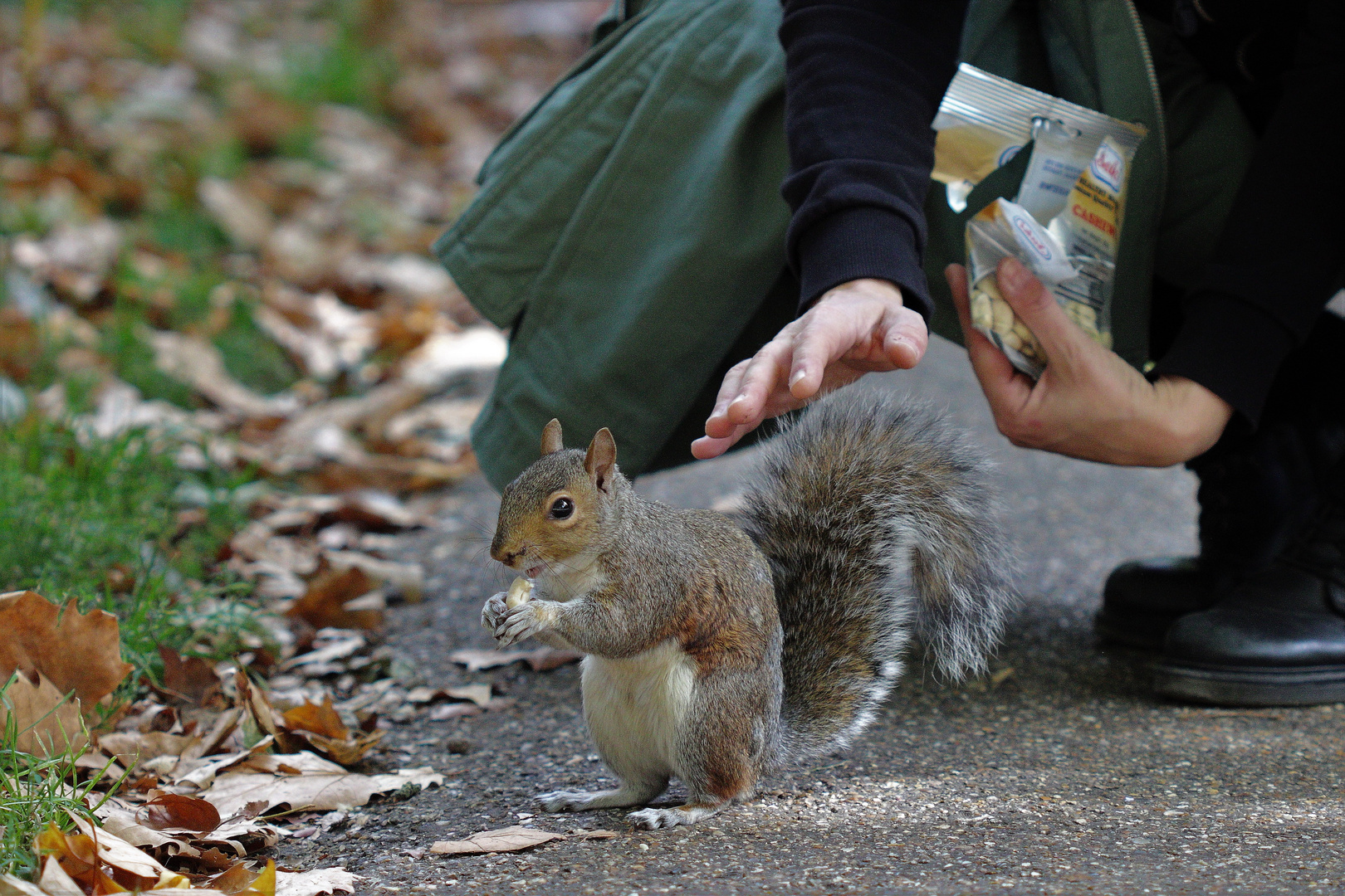 Grauhörnchen im Hydepark