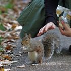 Grauhörnchen im Hydepark