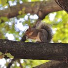 Grauhörnchen im Hydepark