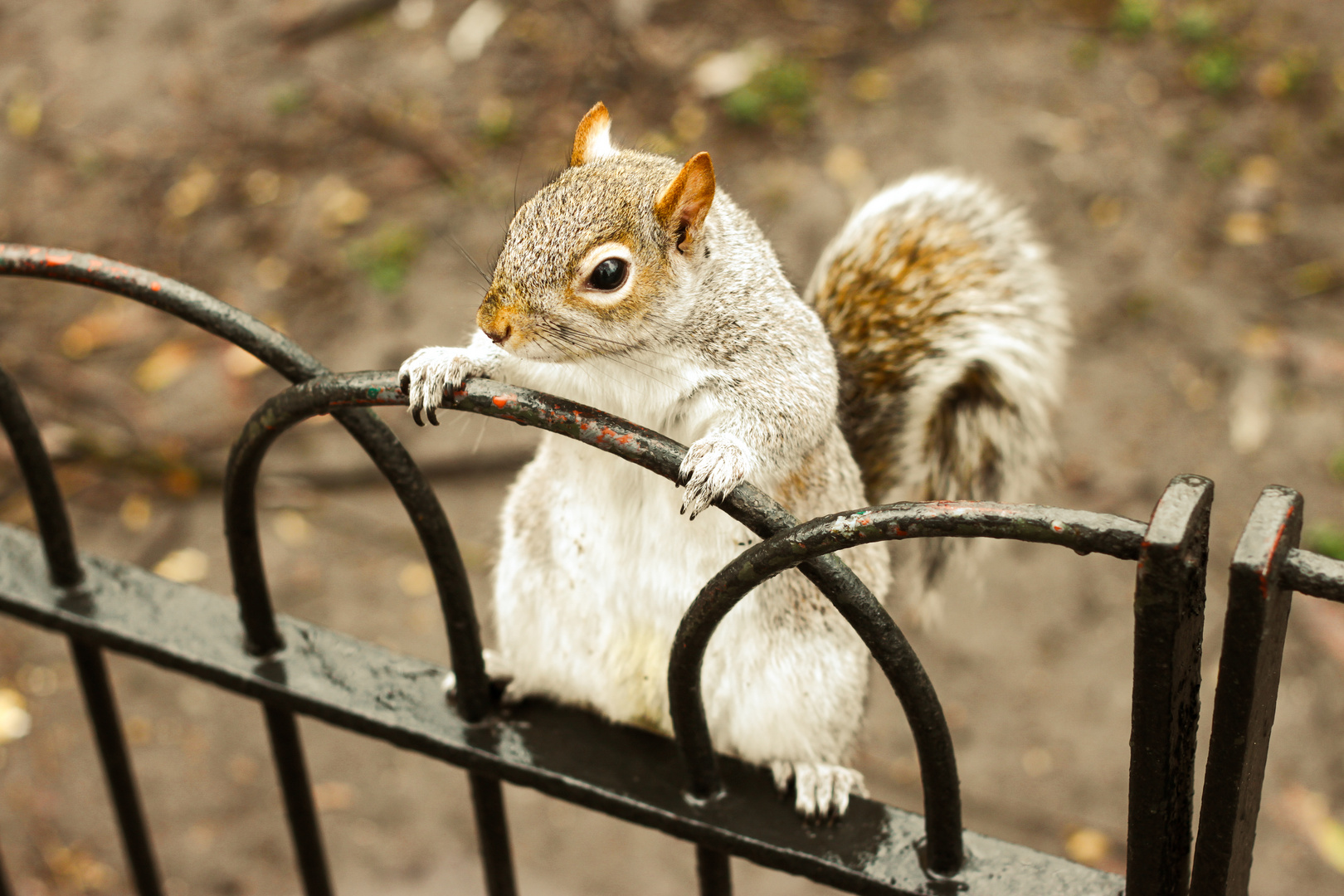 Grauhörnchen im Hydepark