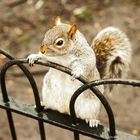 Grauhörnchen im Hydepark